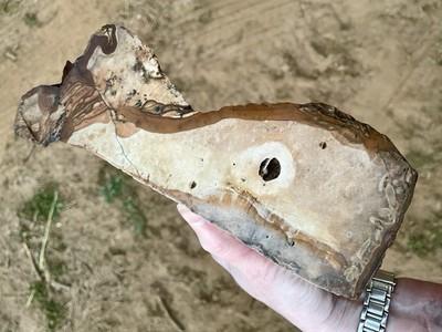 3 lb Biggs Picture Jasper Cut Lapidary Rough from Biggs, Oregon