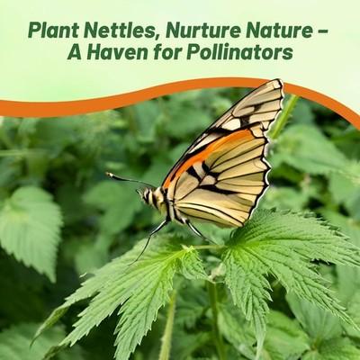 5000 Seeds Stinging Nettle Seeds For Planting | Urtica Dioica Herb Seed
