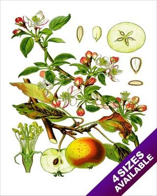APPLE FRUIT BOTANICAL DRAWING PLANT ILLUSTRATION KITCHEN ART REAL CANVAS PRINT