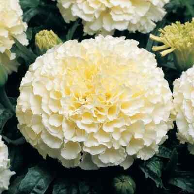 Moonlight Marigold Seeds | Large Double Flowers | Heirloom / Non-GMO | 1192